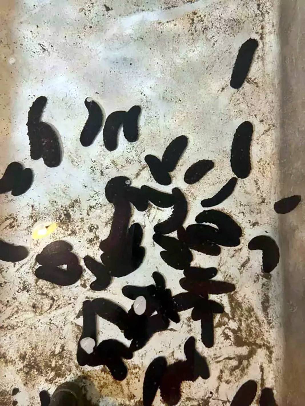 Görenler şaştı kaldı: Bu canlı, İzmir'deki kirliliği azaltılacak! Sayıları her geçen gün artıyor 1